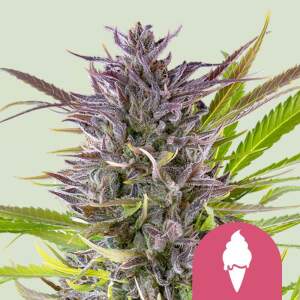 Royal Queen Seeds Green Gelato USA Premium 3 pcs feminised