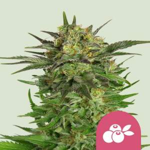 Royal Queen Seeds Haze Berry 3 pcs feminised