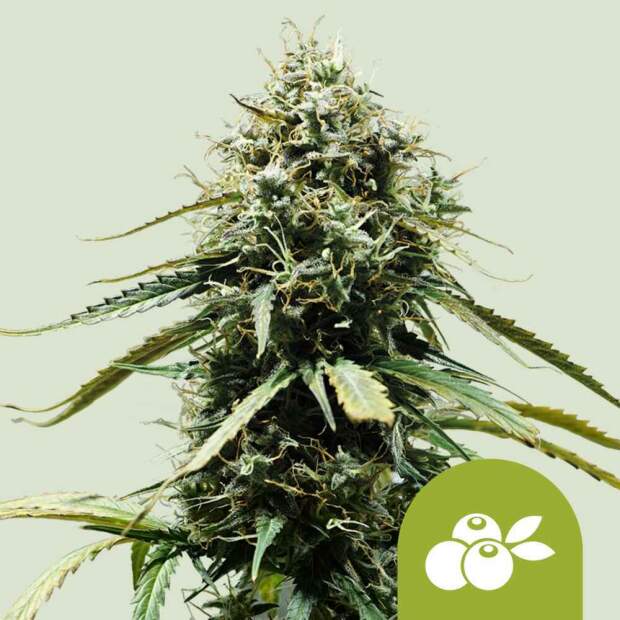 Royal Queen Seeds Haze Berry Auto 5 pcs feminised