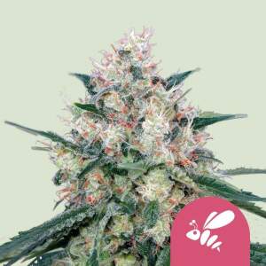 Royal Queen Seeds Honey Cream - Fast Version 10 pcs...
