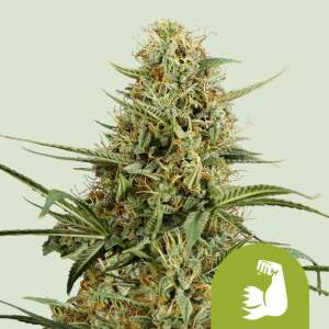 Royal Queen Seeds Hulkberry USA Premium Auto 3 Stk...