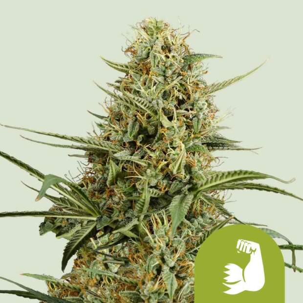 Royal Queen Seeds Hulkberry Auto 10 pcs feminised