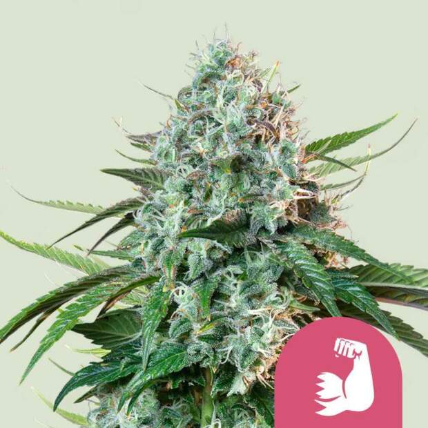 Royal Queen Seeds Hulkberry USA Premium 10 Stk feminisiert