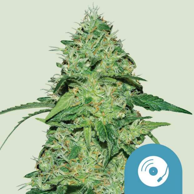 Royal Queen Seeds Joannes CBD 3 pcs feminised