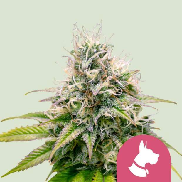 Royal Queen Seeds Kali Dog 5 pcs feminised