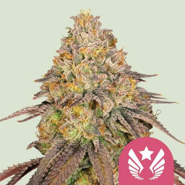 Royal Queen Seeds Legendary OG Punch USA Premium 10 Stk feminisiert