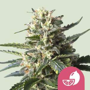 Royal Queen Seeds Lemon Shining Silver Haze 10 Stk...