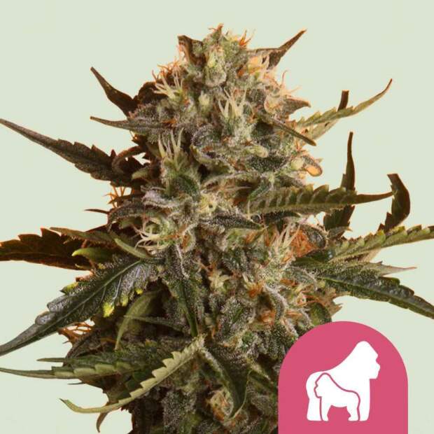 Royal Queen Seeds Mother Gorilla 3 pcs feminised