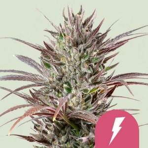 Royal Queen Seeds North Thunderfuck USA Premium 5 Stk...