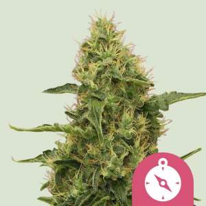 Royal Queen Seeds Northern Light 5 Stk feminisiert