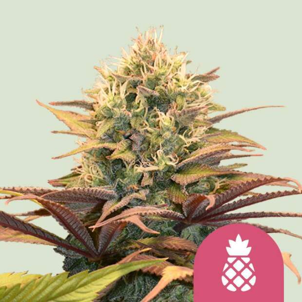 Royal Queen Seeds Pineapple Kush 10 Stk feminisiert