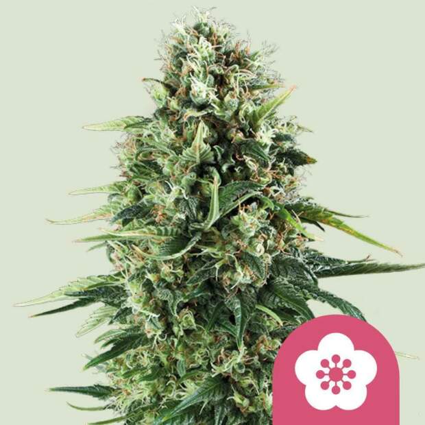 Royal Queen Seeds Power Flower 5 Stk feminisiert