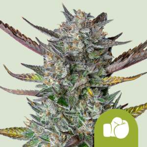 Royal Queen Seeds Purple Punch USA Premium Auto 5 Stk...