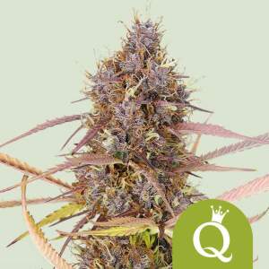 Royal Queen Seeds Purple Queen USA Premium Auto 5 Stk...