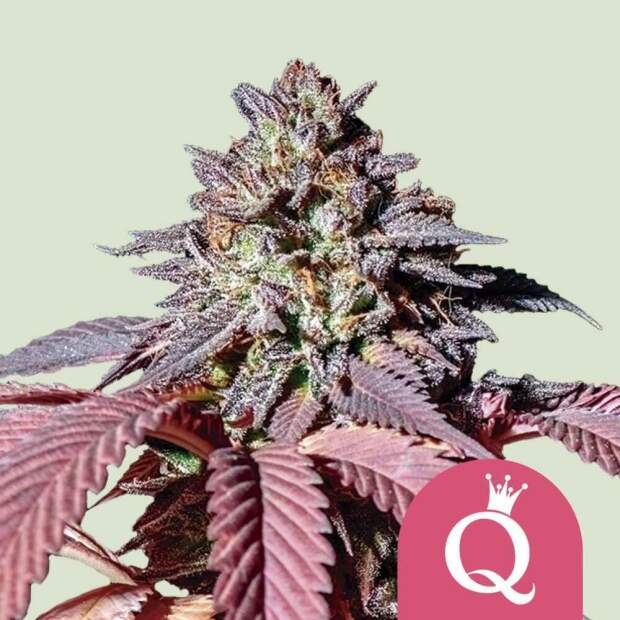 Royal Queen Seeds Purple Queen USA Premium 10 pcs feminised