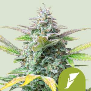 Royal Queen Seeds Quick One Auto 5 Stk feminisiert