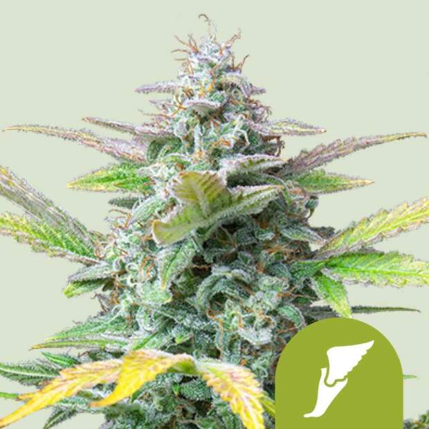 Royal Queen Seeds Quick One Auto 10 pcs feminised
