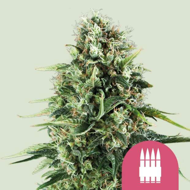 Royal Queen Seeds Royal AK 5 Stk feminisiert