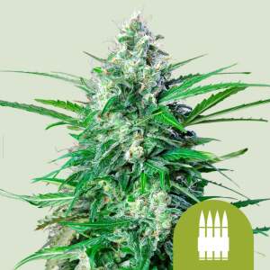 Royal Queen Seeds Royal AK Auto 3 pcs feminised
