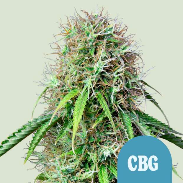 Royal Queen Seeds Royal CBG Auto 3 pcs feminised