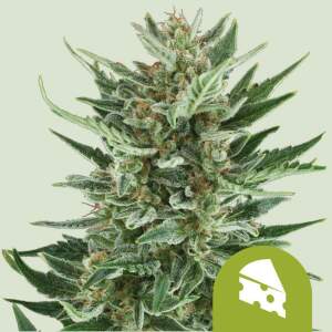 Royal Queen Seeds Royal Cheese Auto 3 pcs feminised