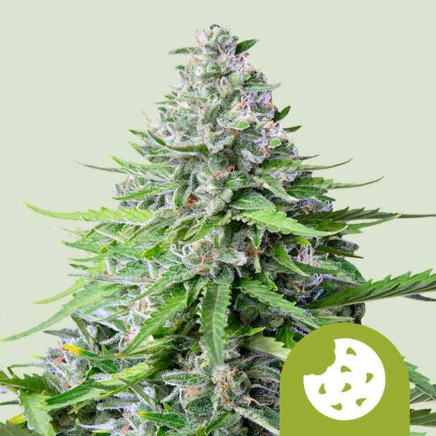 Royal Queen Seeds Royal Cookies USA Premium Auto 5 pcs feminised