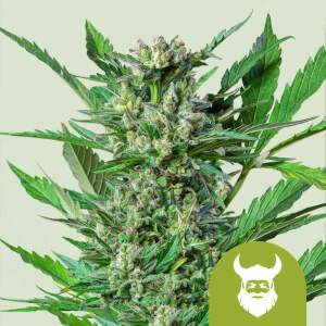 Royal Queen Seeds Royal Dwarf Auto 5 pcs feminised