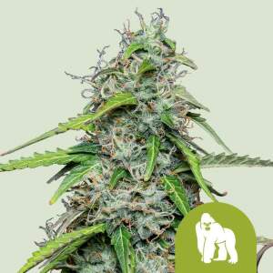 Royal Queen Seeds Royal Gorilla USA Premium Auto 5 pcs...