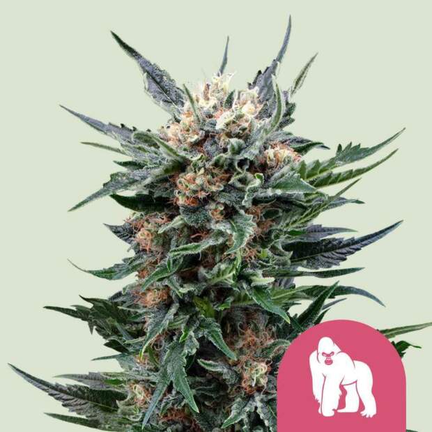 Royal Queen Seeds Royal Gorilla USA Premium 5 pcs feminised