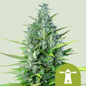 Royal Queen Seeds Royal Haze Auto 5 pcs feminised
