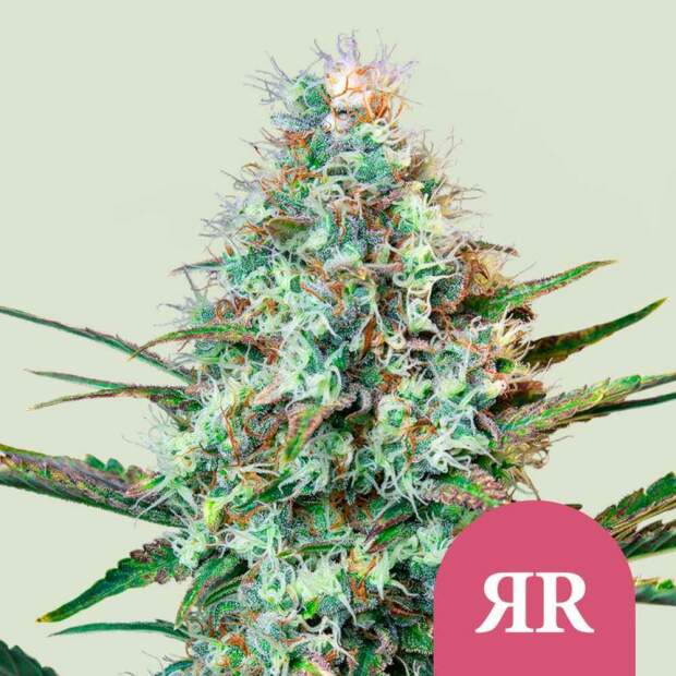 Royal Queen Seeds Royal Runtz USA Premium 5 Stk feminisiert