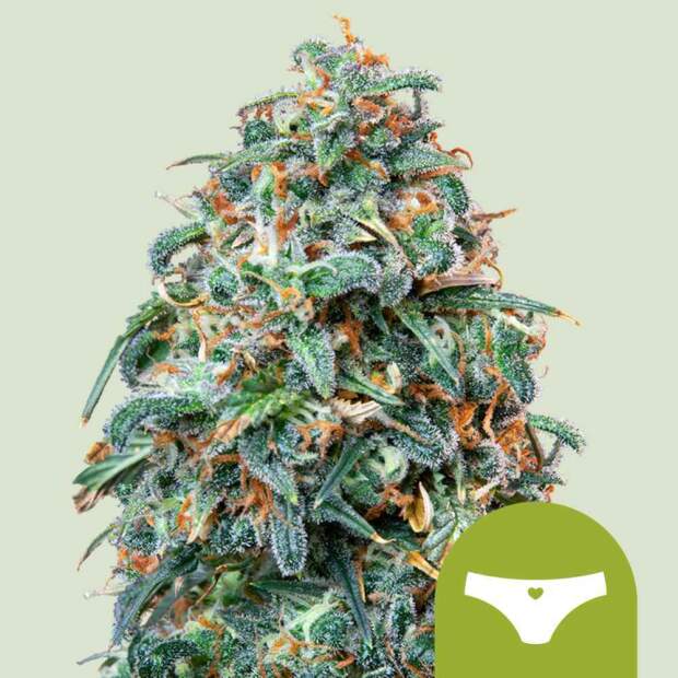 Royal Queen Seeds Sherbet Queen USA Premium Auto 3 Stk feminisiert