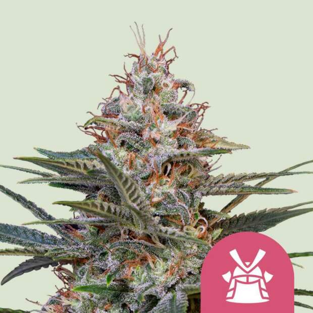 Royal Queen Seeds Shogun 10 Stk feminisiert