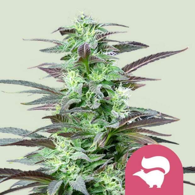 Royal Queen Seeds Skunk XL 3 pcs feminised