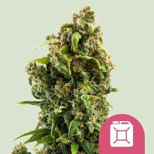 Royal Queen Seeds Sour Diesel 3 pcs feminised