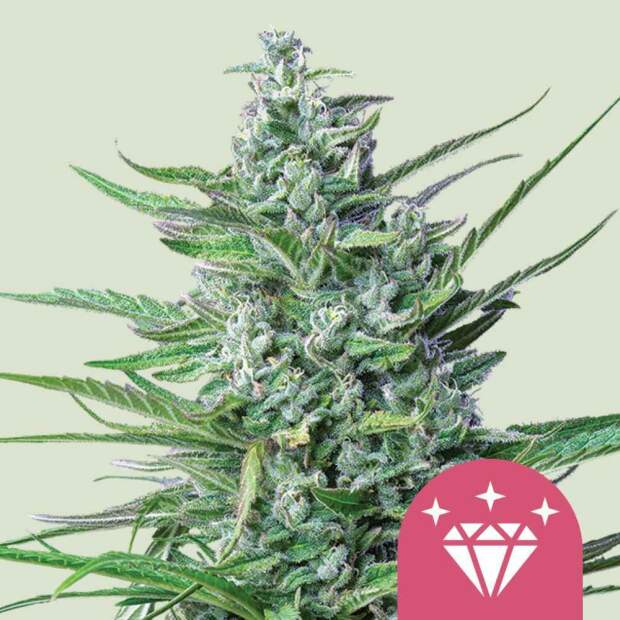 Royal Queen Seeds Special Kush  #1 5 pcs feminised