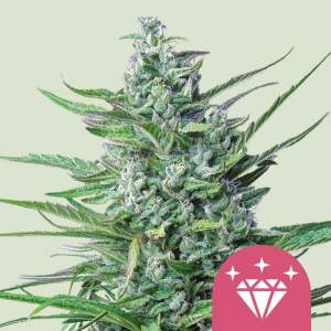 Royal Queen Seeds Special Kush  #1 10 pcs feminised