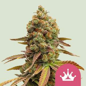 Royal Queen Seeds Special Queen  #1 10 pcs feminised