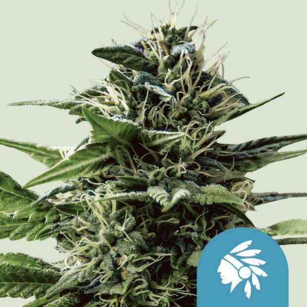 Royal Queen Seeds Tatanka Pure CBD 3 Stk feminisiert