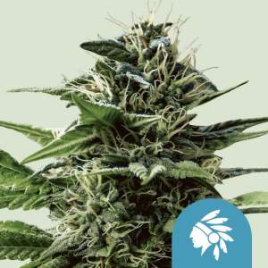 Royal Queen Seeds Tatanka Pure CBD 5 pcs feminised