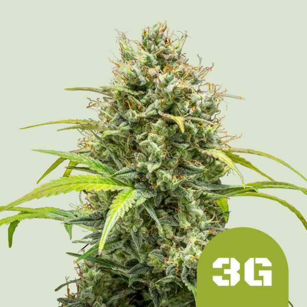 Royal Queen Seeds Triple G USA Premium Auto 3 Stk feminisiert