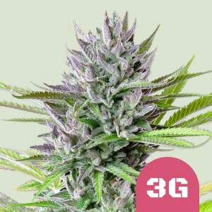 Royal Queen Seeds Triple G USA Premium 5 Stk feminisiert
