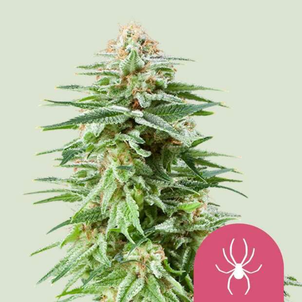 Royal Queen Seeds White Widow 5 Stk feminisiert