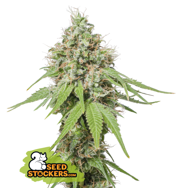 Seedstockers AK 420 100 pcs feminised
