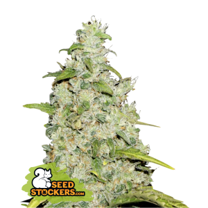 Seedstockers Amnesia Auto 5 pcs feminised