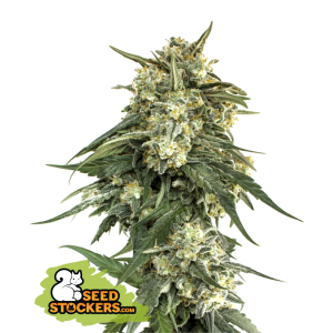 Seedstockers Bcn Critical XXL Fast 5 Stk feminisiert