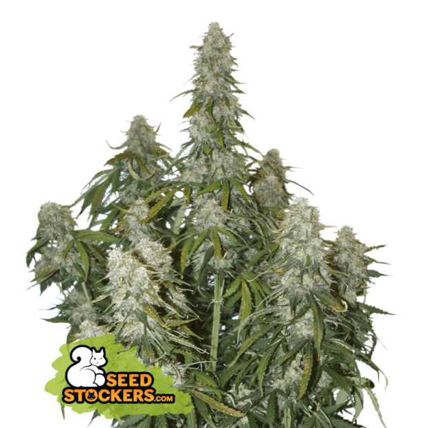Seedstockers Big Bud Auto 5 Stk feminisiert