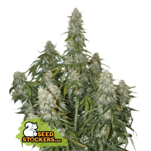 Seedstockers Big Bud Auto 5 Stk feminisiert
