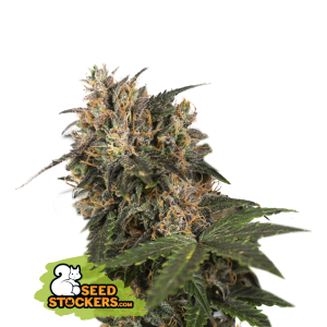 Seedstockers Blackberry Gum 100 pcs feminised