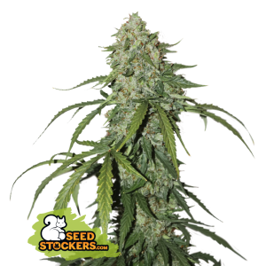 Seedstockers CBD 1:1 Silver Lime Haze Auto 5 Stk feminisiert